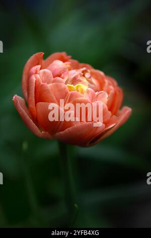 Nahaufnahme einer einzelnen Blume von Tulipa „Kupferbild“ Stockfoto