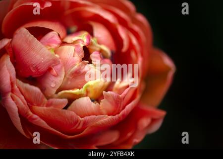 Nahaufnahme einer einzelnen Blume von Tulipa „Kupferbild“ Stockfoto