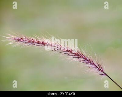 Nahaufnahme der Blume von Pennisetum advena 'rubrum' in einem Garten im Herbst Stockfoto