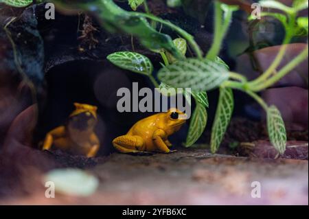 Frösche im Terrarium im Smithsonian National Museum of Natural History Stockfoto