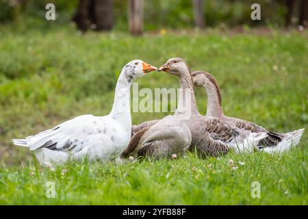 Nahaufnahme von Gänsen, die auf einem grünen grasbewachsenen Feld interagieren, mit Fokus auf eine weiße Gans und eine braune Gans, die Schnäbel berühren. Stockfoto
