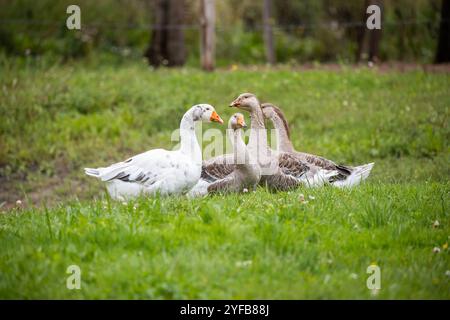 Eine kleine Gruppe von Gänsen, die auf einem grasbewachsenen Feld sitzen, mit einer weißen Gänse und mehreren Braungänsen im Hintergrund. Stockfoto