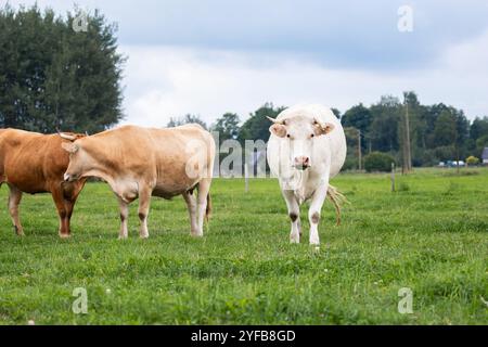 Herde von Kühen, die auf einem grünen Feld unter bewölktem Himmel weiden, mit einer weißen Kuh, die geradeaus blickt. Stockfoto