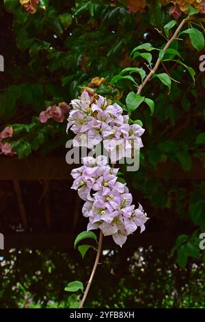 Blühende Bougainvillea (Bougainvillea glabra) in Ribeirao Preto, Sao Paulo, Brasilien Stockfoto