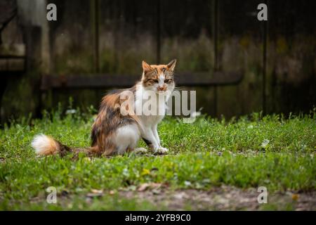 calico-Katze sitzt auf grünem Gras, wachsam und blickt nach vorne, mit einem verschwommenen Hintergrund einer Holzkonstruktion. Stockfoto