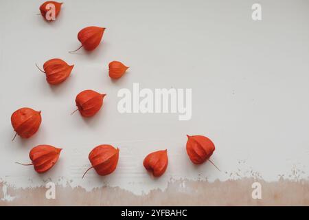 Herbstrahmen mit roten Physalisblüten. Rahmen aus roten Blütenknospen auf weißem Hintergrund. Flach, Draufsicht. Blick von oben. Raummodell kopieren. Stockfoto