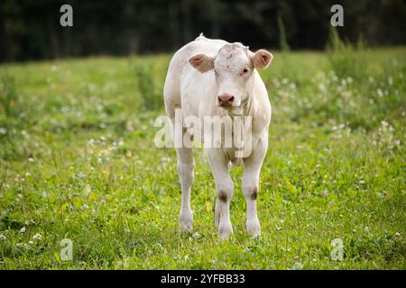 Ein weißes Kalb steht allein auf einem grasbewachsenen Feld und blickt neugierig auf die Kamera, mit Bäumen im Hintergrund. Stockfoto