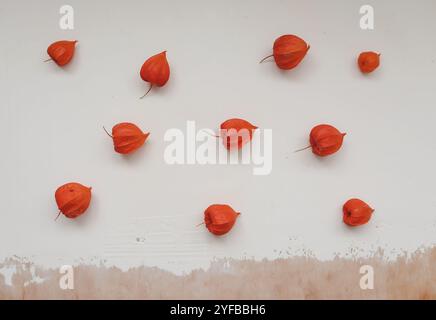 Herbstrahmen mit roten Physalisblüten. Rahmen aus roten Blütenknospen auf weißem Hintergrund. Flach, Draufsicht. Blick von oben. Raummodell kopieren. Stockfoto