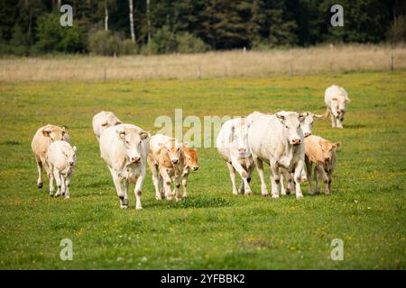 Eine Herde von Kühen und Kälbern, die auf einem grasbewachsenen Feld mit Waldkulisse auf die Kamera zugehen. Stockfoto