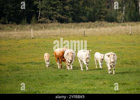 Eine Herde von Kühen und Kälbern, die auf einem grasbewachsenen Feld mit Waldkulisse auf die Kamera zugehen. Stockfoto