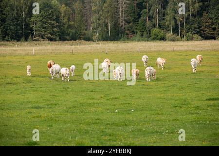 Eine Gruppe weißer und hellbrauner Kühe, die auf einer bunten, blumengefüllten Wiese stehen und weiden. Stockfoto