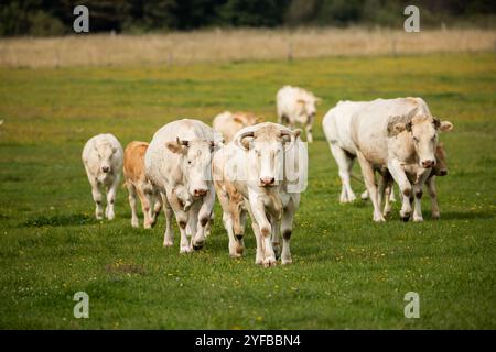 Eine Herde von Kühen und Kälbern, die auf einem grasbewachsenen Feld mit Waldkulisse auf die Kamera zugehen. Stockfoto