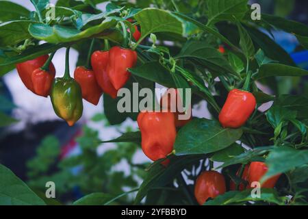 Habanero-Chili-Paprika, die auf der Pflanze wachsen. Nahaufnahme von orange reif und grün unreif habaneros (Capsicum chinense). Stockfoto
