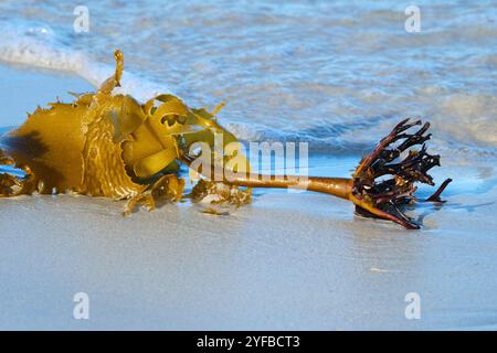 Seetang wurde am Strand angespült und ist immer noch in Flinders Bay, Augusta, Western Australia, befestigt. Stockfoto