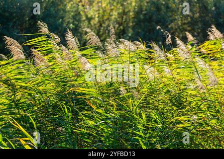 Ein Schilf, das im Wind im Sonnenlicht schwingt. Hohes grünes Schilf schwankt sanft im Sonnenlicht und erzeugt ein lebendiges Bild der Natur in Bewegung, während sanfte Sicht Stockfoto