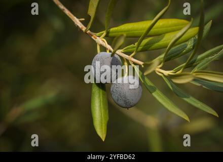 Reife schwarze Oliven auf Baum, Spanien. Stockfoto