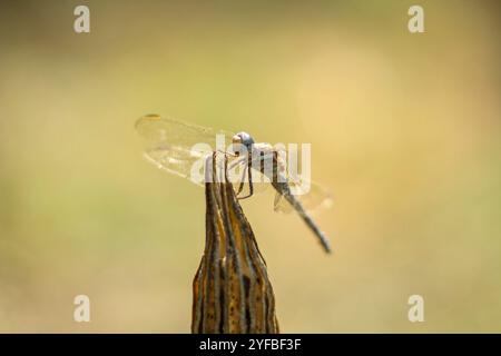 Libelle auf trockener Pflanze in der Natur. Selektiver Fokus. Stockfoto