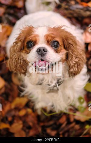 Niedlicher Cavalier King Charles Spaniel mit fröhlichem Ausdruck vor der Kulisse eines Herbstwaldes Stockfoto