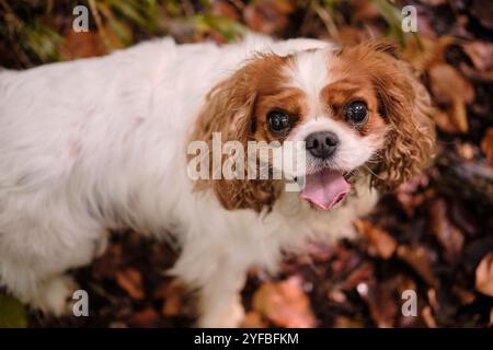 Niedlicher Cavalier King Charles Spaniel mit fröhlichem Ausdruck vor der Kulisse eines Herbstwaldes Stockfoto