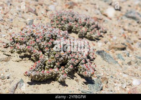 Nahaufnahme von Mesembryanthemum marlothii mit seinen kleinen rosa Blüten, die in den Kiesebenen der Lüderitz wachsen. Mesembryanthemum marlothii ist eine Tty Stockfoto