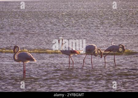 Eine Schar großer Flamingos, Phoenicopterus roseus, in einer Meeresbucht, hinterleuchtet vom letzten Licht des späten Nachmittags Stockfoto