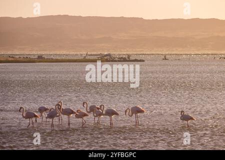 Eine Kolonie von großen Flamingos (Phoenicopterus roseus) bei Sonnenuntergang in der Meeresbucht von Luderitz in Namibia Stockfoto