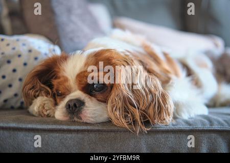 Blenheim Cavalier König Charles Spaniel Schoßhund. Kastanie und Weiß. Auf dem Sofa liegen. Herzogin Daumen Aufdruck Punkt auf den Kopf. Stockfoto
