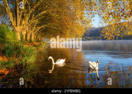 Herbstliche Farben an der Platanen Allee, Hardenberg Ufer, Uferweg am Baldeneysee, bei Haus Scheppen, Schwäne, in Essen, NRW, Deutschland, Baldeneysee Herbst *** Herbstfarben an der Platanen Allee, Hardenberg Ufer, Seeweg am Baldeneysee, bei Haus Scheppen, Schwäne, in Essen, NRW, Deutschland, Baldeneysee Herbst Stockfoto