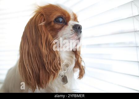 Ein Blenheim King Charles Cavalier Spaniel, der durch ein Fenster schaut. Stockfoto