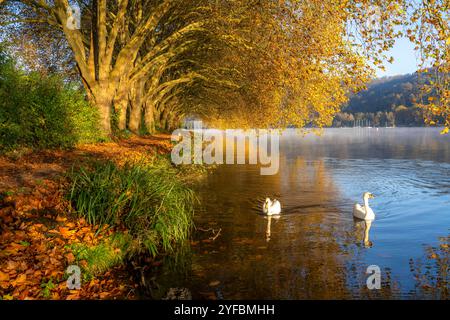 Herbstliche Farben an der Platanen Allee, Hardenberg Ufer, Uferweg am Baldeneysee, bei Haus Scheppen, Schwäne, in Essen, NRW, Deutschland, Baldeneysee Herbst *** Herbstfarben an der Platanen Allee, Hardenberg Ufer, Seeweg am Baldeneysee, bei Haus Scheppen, Schwäne, in Essen, NRW, Deutschland, Baldeneysee Herbst Stockfoto