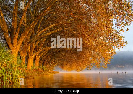 Herbstliche Farben an der Platanen Allee, Hardenberg Ufer, Uferweg am Baldeneysee, bei Haus Scheppen, in Essen, Gänse, NRW, Deutschland, Baldeneysee Herbst *** Herbstfarben an der Platanen Allee, Hardenberg Ufer, Seeweg am Baldeneysee, bei Haus Scheppen, in Essen, Gänse, NRW, Deutschland, Baldeneysee Herbst Stockfoto