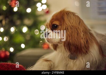 Blenheim König Charles Cavalier Spaniel zu Weihnachten Stockfoto