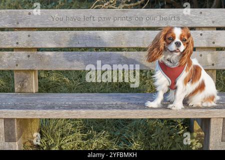 Blenheim König Charles Cavalier Spaniel auf einer Bank. Stockfoto