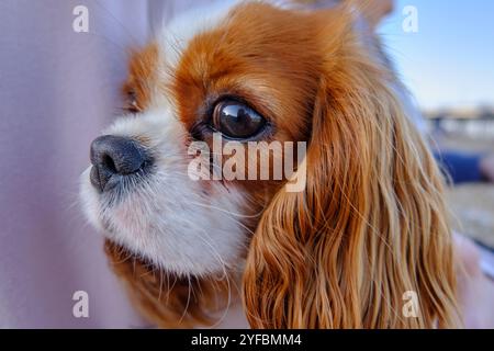 Blenheim King Charles Cavalier Welpe. Stockfoto