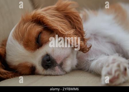 Nahaufnahme eines schlafenden Blenheim King Charles Cavalier Welpen. Stockfoto