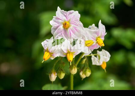 Weiß-rosa Blüten einer Kartoffel (Solanum tuberosum) im Nahaufnahme Stockfoto