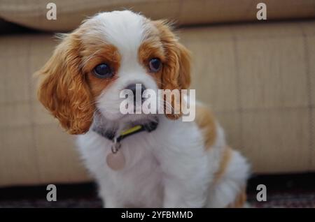 Blenheim King Charles Cavalier Welpe. Stockfoto