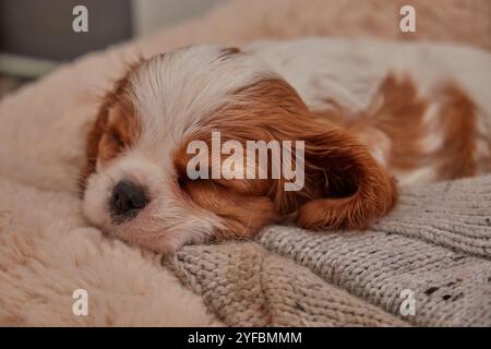 Blenheim King Charles Cavalier Welpe schläft auf einer Decke. Stockfoto