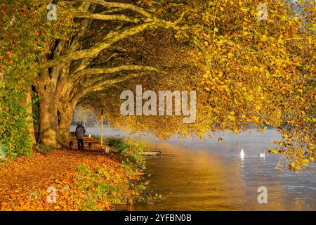 Herbstliche Farben an der Platanen Allee, Hardenberg Ufer, Uferweg am Baldeneysee, bei Haus Scheppen, in Essen, NRW, Deutschland, Baldeneysee Herbst *** Herbstfarben an der Platanen Allee, Hardenberg Ufer, Seeweg am Baldeney See, bei Haus Scheppen, in Essen, NRW, Deutschland, Lake Baldeney Herbst Stockfoto