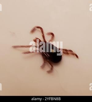 Einsame Sternzecke (Amblyomma americanum) Stockfoto