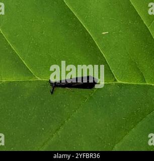 Black Dancer Caddisfly (Mystacides sepulchralis) Stockfoto