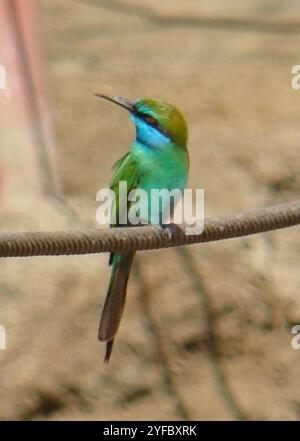 Arabische Grüne Bienenfresser (Merops cyanophrys) Stockfoto