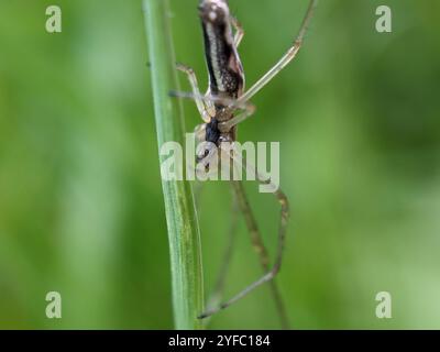 Schattenstretchspinne (Tetragnatha montana) Stockfoto