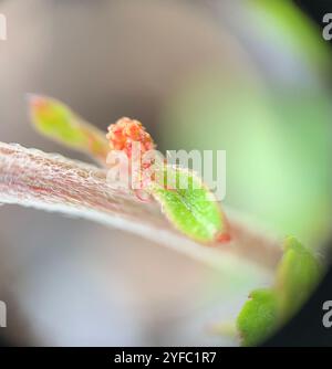 Schlankes Dreisaat-Quecksilber (Acalypha gracilens) Stockfoto