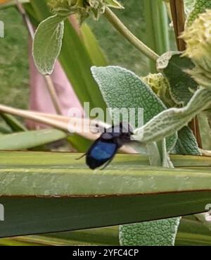 Mexikanische Kaktusfliege (Copestylum mexicanum) Stockfoto