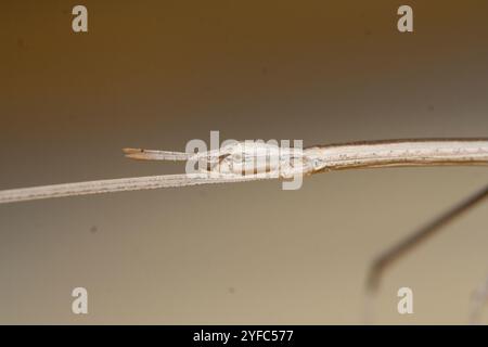 Walkingsticks mit kurzem Horn (Parabacillus) Stockfoto