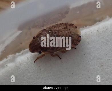 Sandläufer Schildkäfer (Sciocoris cursitans) Stockfoto