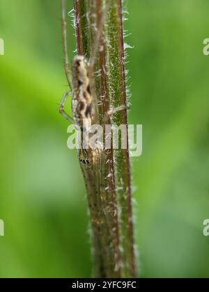 Schattenstretchspinne (Tetragnatha montana) Stockfoto