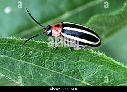 Pigweed Flea Beetle (Disonycha glabrata) Stockfoto