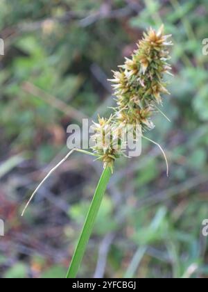 Falscher Fuchssegen (Carex otrubae) Stockfoto